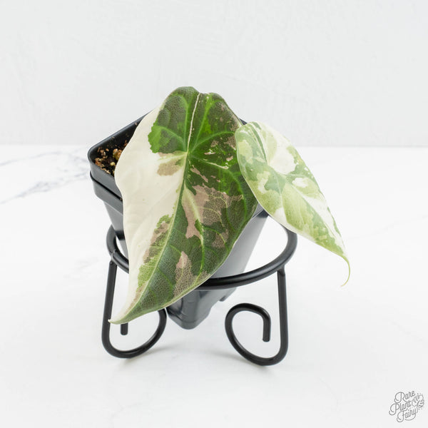 Alocasia 'Maharani' Albo variegated *Grower's Choice* – Rare Plant