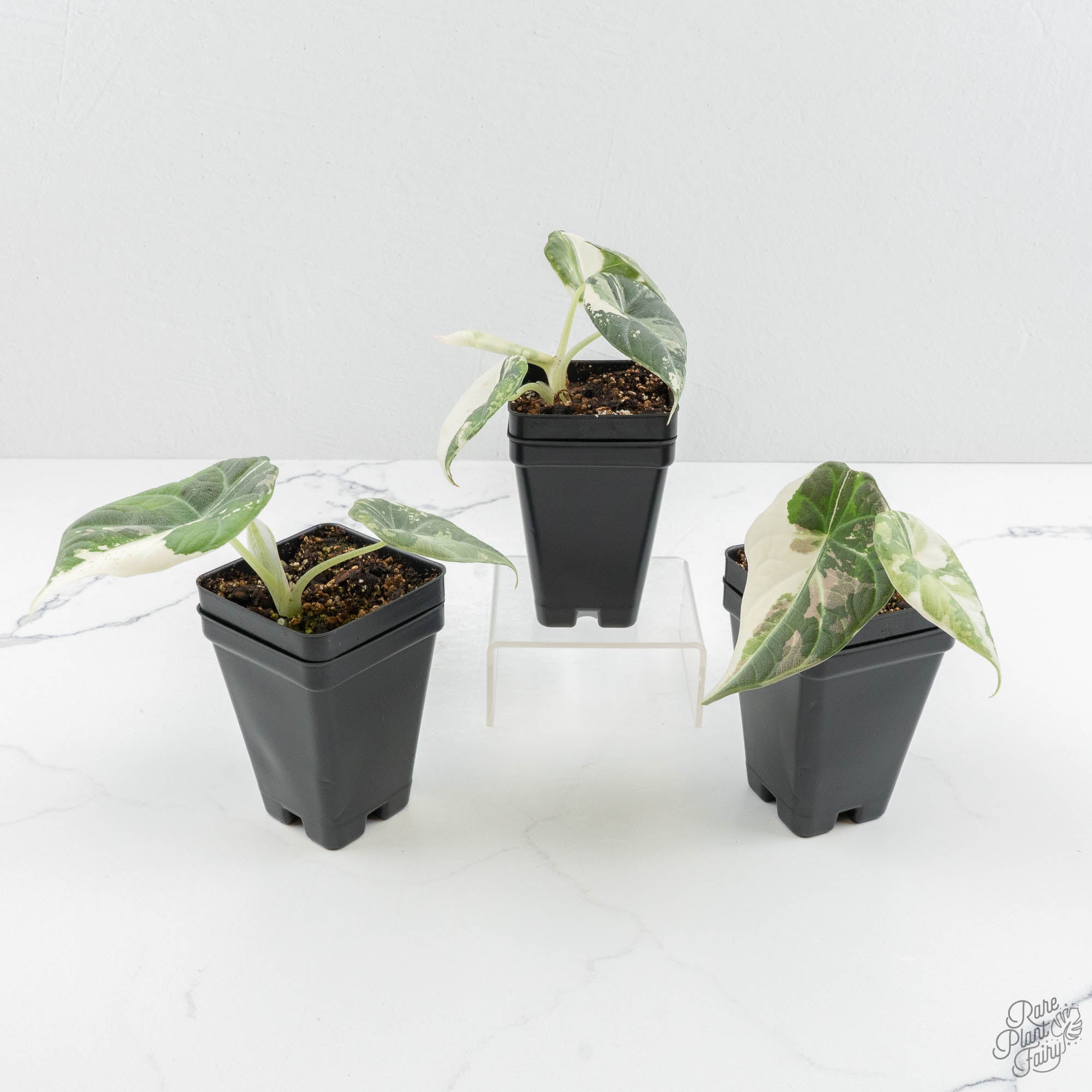 Alocasia 'Maharani' Albo variegated *Grower's Choice* – Rare Plant