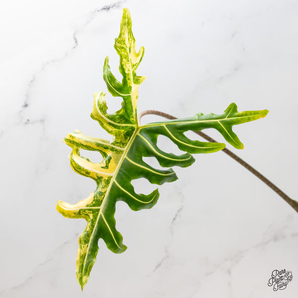 Alocasia Portei Aurea Variegated (wk3-UI)