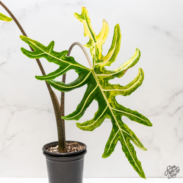 Alocasia Portei Aurea Variegated (wk3-UI)
