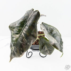 Alocasia 'Azlanii' Pink Variegated (wk20-S) *Corming Size*
