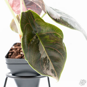 Alocasia 'Azlanii' Pink Variegated (wk20-S) *Corming Size*