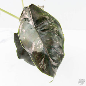 Alocasia 'Azlanii' Pink Variegated (wk20-S) *Corming Size*