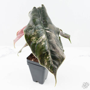 Alocasia 'Azlanii' Pink Variegated (wk20-S) *Corming Size*