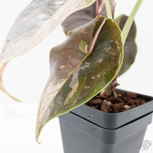 Alocasia 'Azlanii' Pink Variegated (wk20-S) *Corming Size*