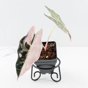 Alocasia 'Amazonica' Pink Variegated - US Clone (wk30-A)