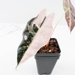 Alocasia 'Amazonica' Pink Variegated - US Clone (wk30-A)