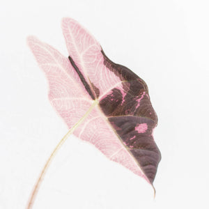Alocasia 'Amazonica' Pink Variegated - US Clone (wk30-A)
