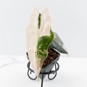 Alocasia 'Amazonica' Pink Variegated - US Clone (wk31-H)