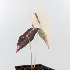 Alocasia 'Amazonica' Pink Variegated - US Clone (wk31-H)