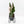 Alocasia 'Amazonica' Pink Variegated - US Clone (wk33-U30)