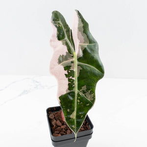 Alocasia 'Amazonica' Pink Variegated - US Clone (wk33-U30)