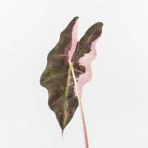 Alocasia 'Amazonica' Pink Variegated - US Clone (wk33-U30)