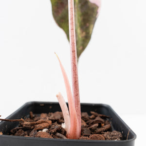 Alocasia 'Amazonica' Pink Variegated - US Clone (wk33-U30)
