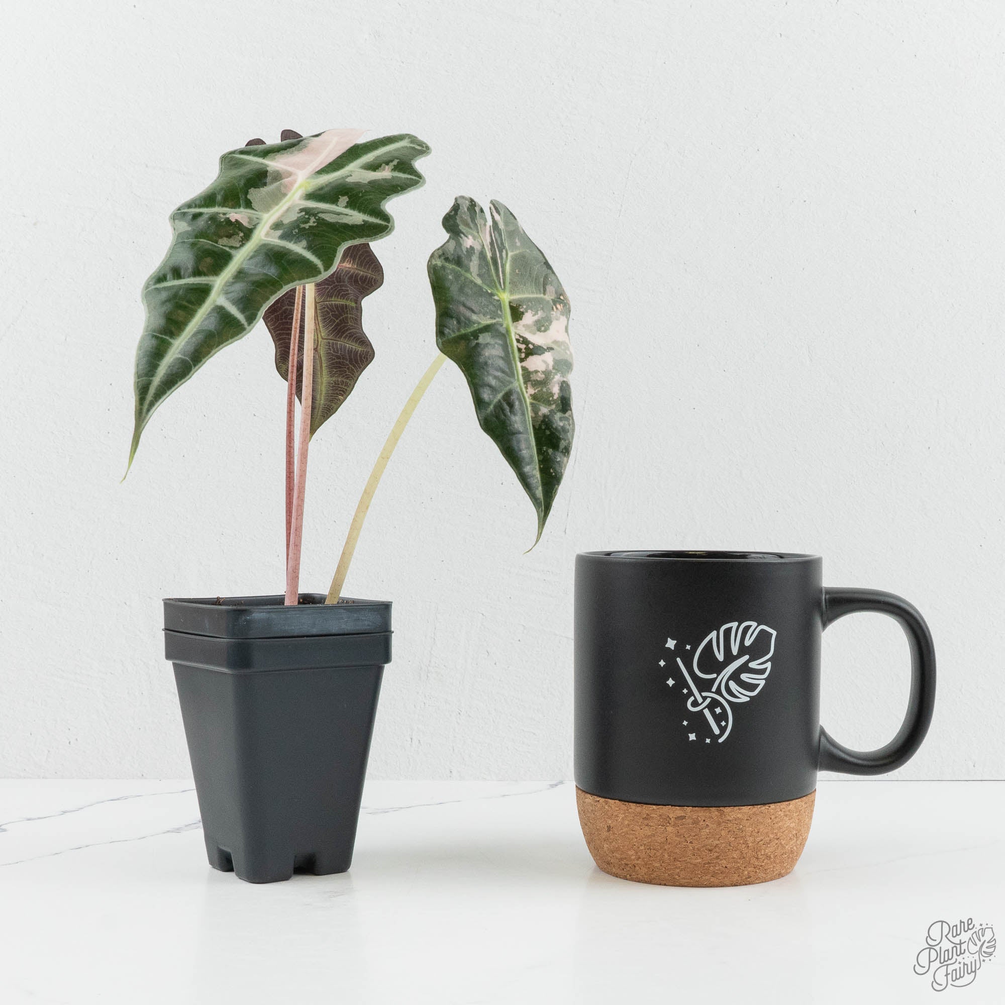 Alocasia 'Amazonica' Pink Variegated US Clone (wk14-J) – Rare