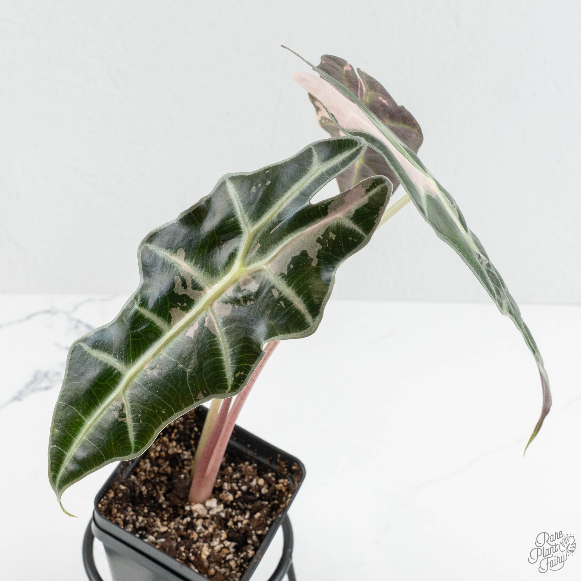 Alocasia 'Amazonica' Pink Variegated US Clone (wk14-J) – Rare