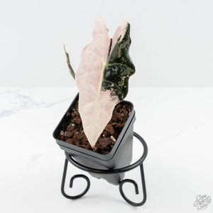 Alocasia 'Amazonica' Pink Variegated - US Clone (wk25-F)
