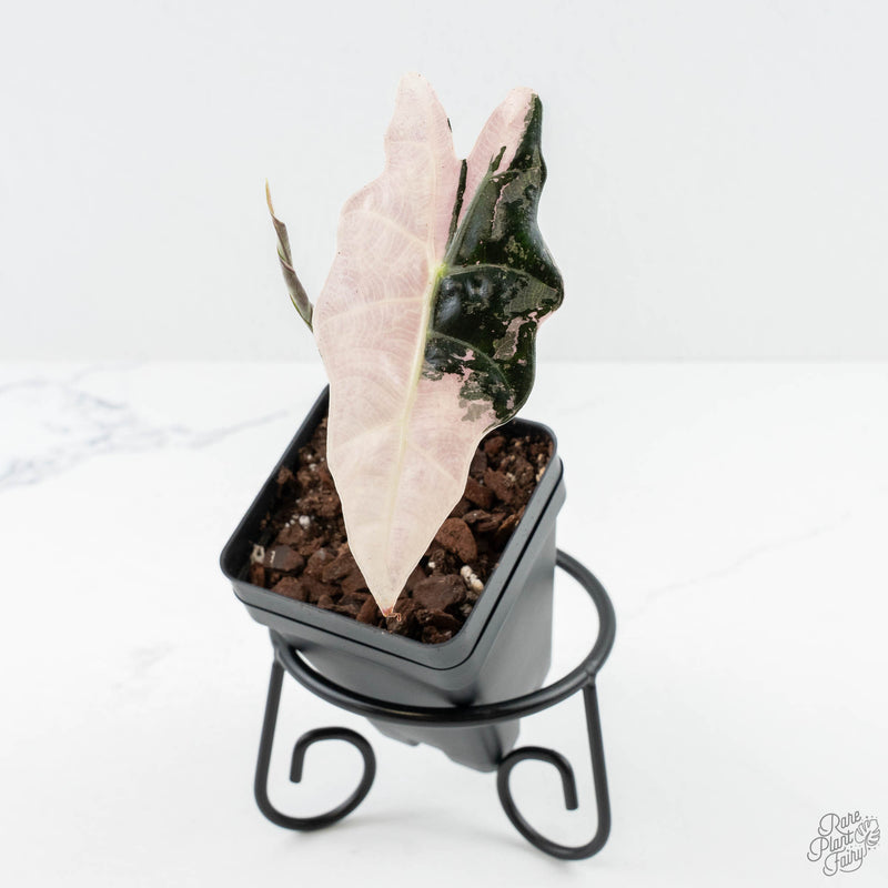 Alocasia 'Amazonica' Pink Variegated - US Clone (wk25-F)