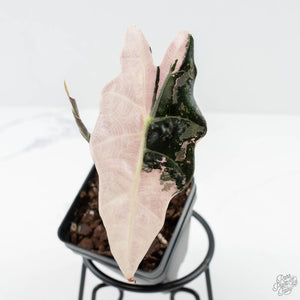 Alocasia 'Amazonica' Pink Variegated - US Clone (wk25-F)