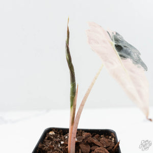 Alocasia 'Amazonica' Pink Variegated - US Clone (wk25-F)