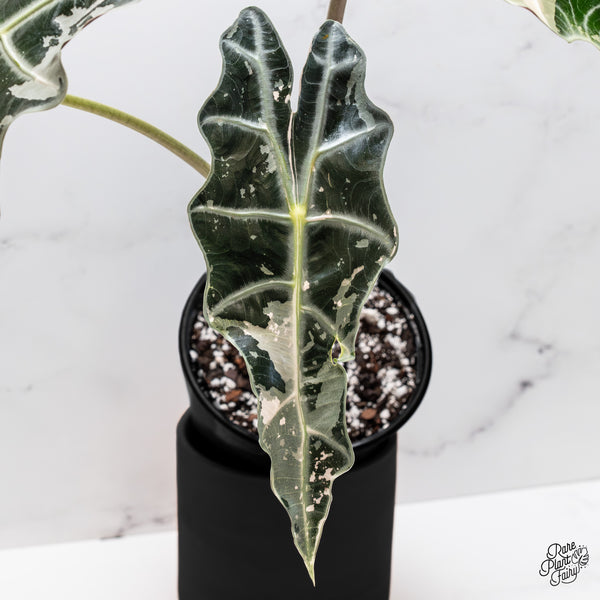 Alocasia 'Amazonica' Pink Variegated - US Clone *XXL* (wk45-S)