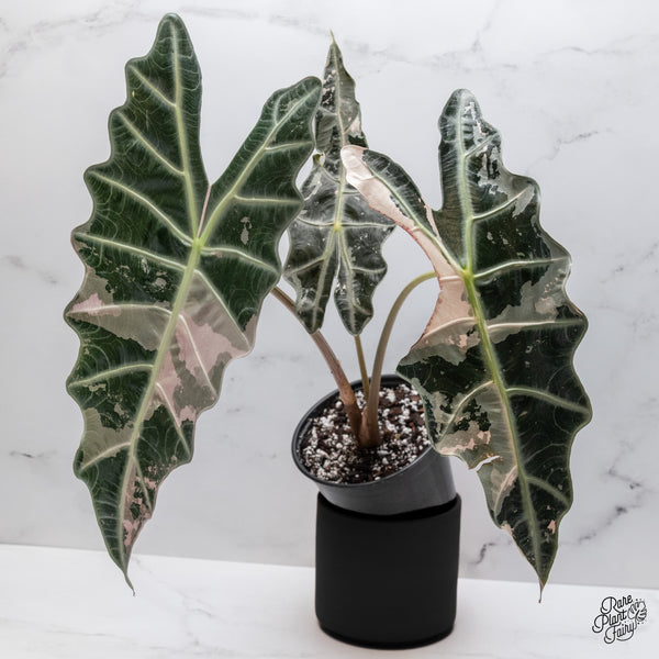 Alocasia 'Amazonica' Pink Variegated - US Clone *XXL* (wk45-S)