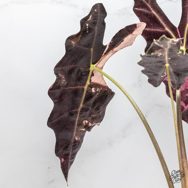 Alocasia 'Amazonica' Pink Variegated - US Clone *XXL* (wk45-S)