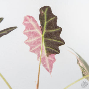 Alocasia 'Amazonica' Pink Variegated US Clone (wk22-UM)