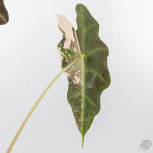 Alocasia 'Amazonica' Pink Variegated US Clone (wk22-UM)