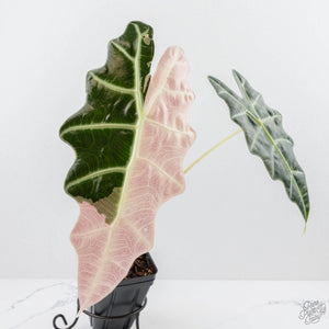 Alocasia 'Amazonica' Pink Variegated US Clone (wk22-UM)