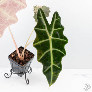 Alocasia 'Amazonica' Pink Variegated US Clone (wk22-UM)
