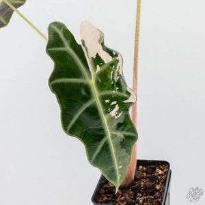 Alocasia 'Amazonica' Pink Variegated US Clone (wk22-UM)