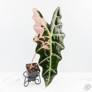 Alocasia 'Amazonica' Pink Variegated - US Clone (wk26-UE)