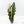 Alocasia 'Amazonica' Pink Variegated - US Clone (wk26-UE)