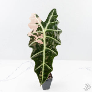 Alocasia 'Amazonica' Pink Variegated - US Clone (wk26-UE)