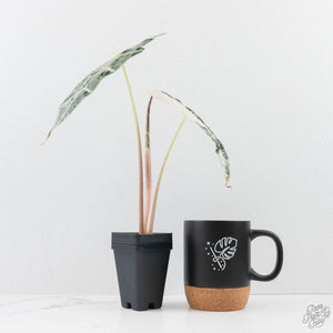 Alocasia 'Amazonica' Pink Variegated - US Clone (wk26-UG)