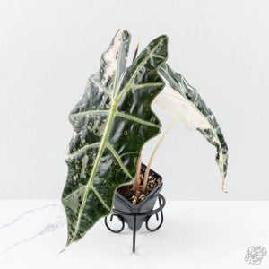 Alocasia 'Amazonica' Pink Variegated - US Clone (wk26-UG)