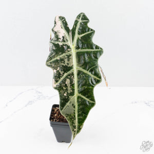 Alocasia 'Amazonica' Pink Variegated - US Clone (wk26-UG)