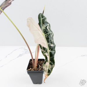 Alocasia 'Amazonica' Pink Variegated - US Clone (wk26-UG)