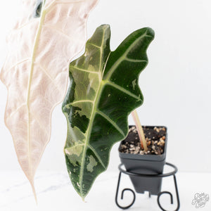 Alocasia 'Amazonica' Pink Variegated - US Clone (wk28-A)