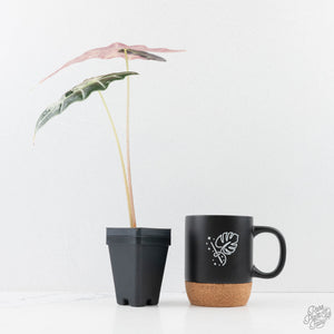 Alocasia 'Amazonica' Pink Variegated - US Clone (wk28-A)