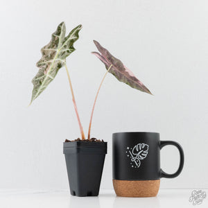 Alocasia 'Amazonica' Pink Variegated - US Clone (wk38-U142)