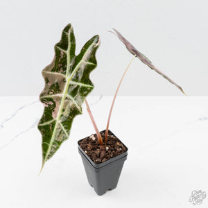 Alocasia 'Amazonica' Pink Variegated - US Clone (wk38-U142)