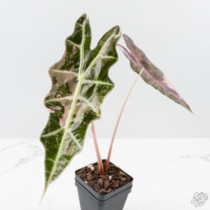 Alocasia 'Amazonica' Pink Variegated - US Clone (wk38-U142)