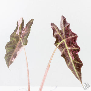 Alocasia 'Amazonica' Pink Variegated - US Clone (wk38-U142)