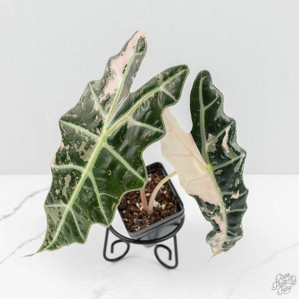 Alocasia 'Amazonica' Pink Variegated US Clone (wk17-G) – Rare