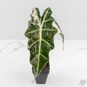 Alocasia 'Amazonica' Pink Variegated US Clone (wk17-G)