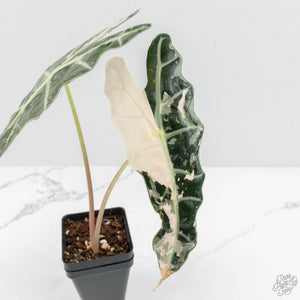 Alocasia 'Amazonica' Pink Variegated US Clone (wk17-G)