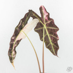 Alocasia 'Amazonica' Pink Variegated US Clone (wk17-G)