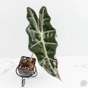 Alocasia 'Amazonica' Pink Variegated US Clone (wk18-T)